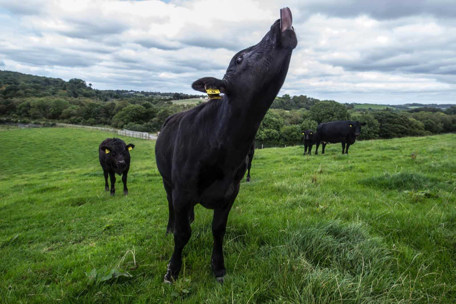 Finnebrogue Wagyu herd