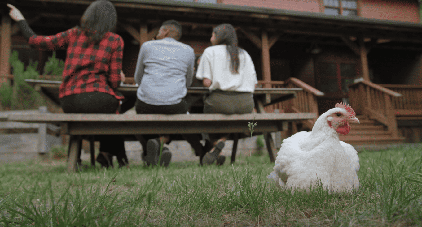 Ian the chicken sitting with Eat Just team