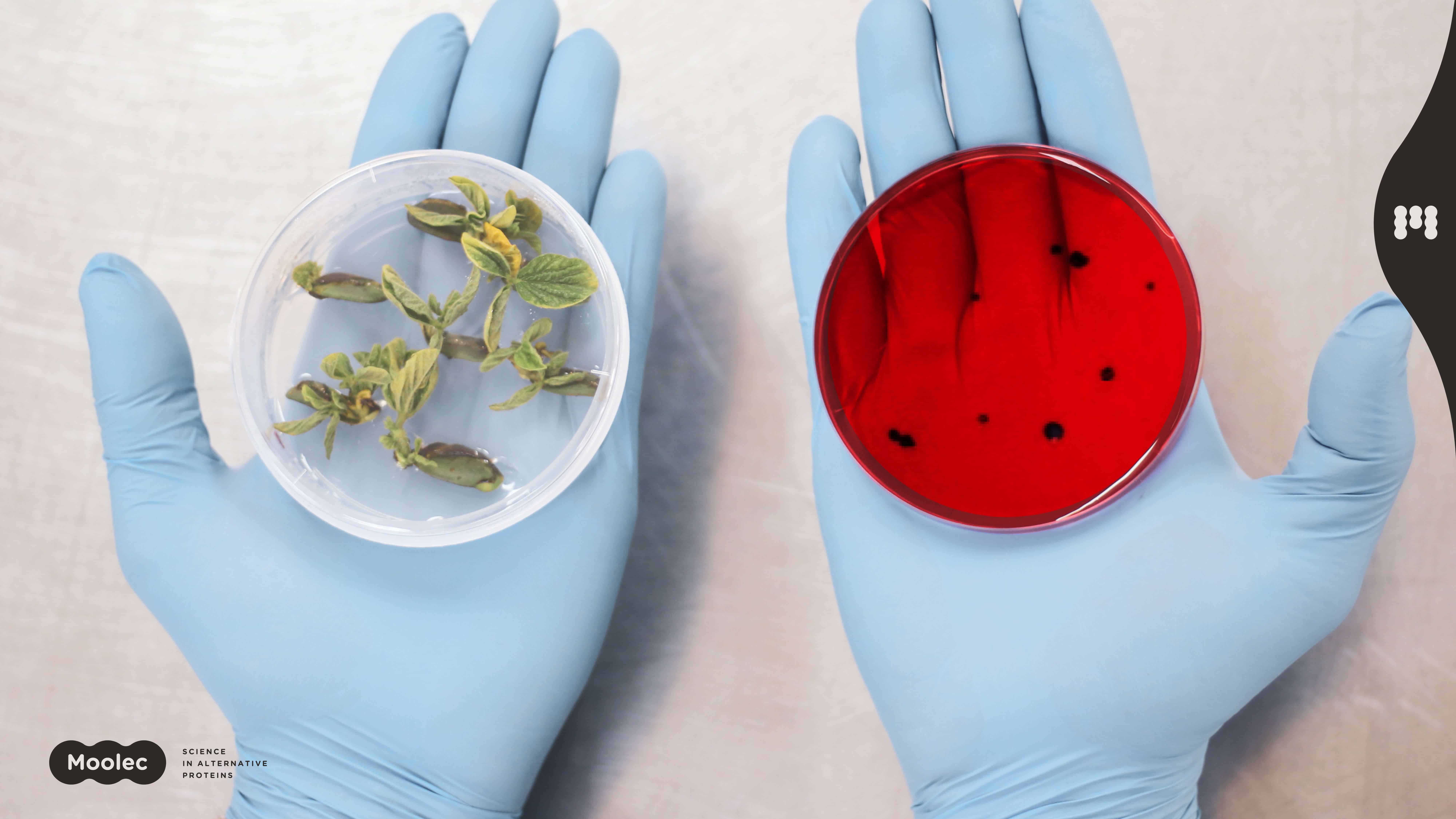Moolec Science molecular farming
