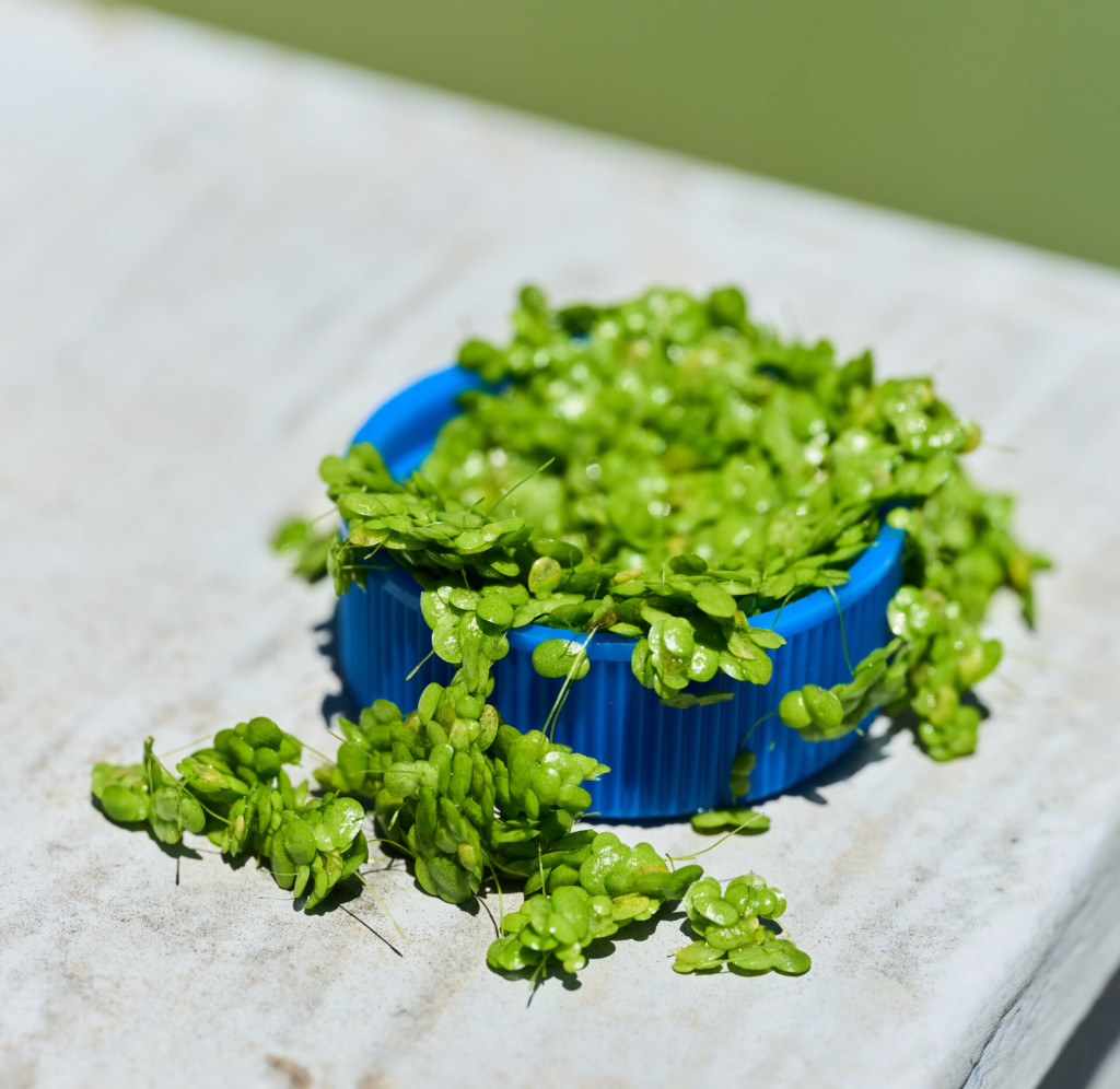 Aquatic plant Lemma