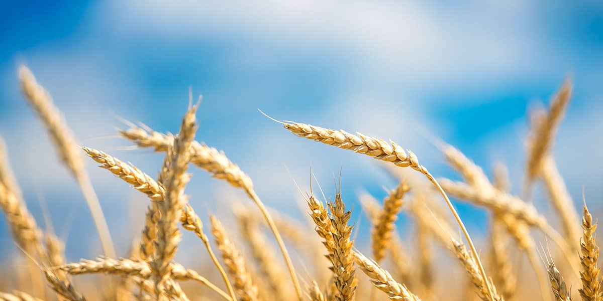 PureField Ingredients wheat blue