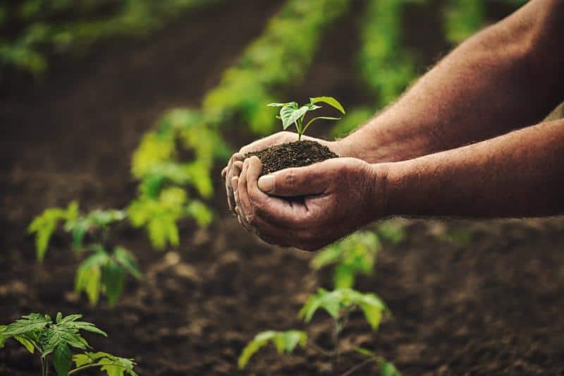 plants for organic pea ingredients