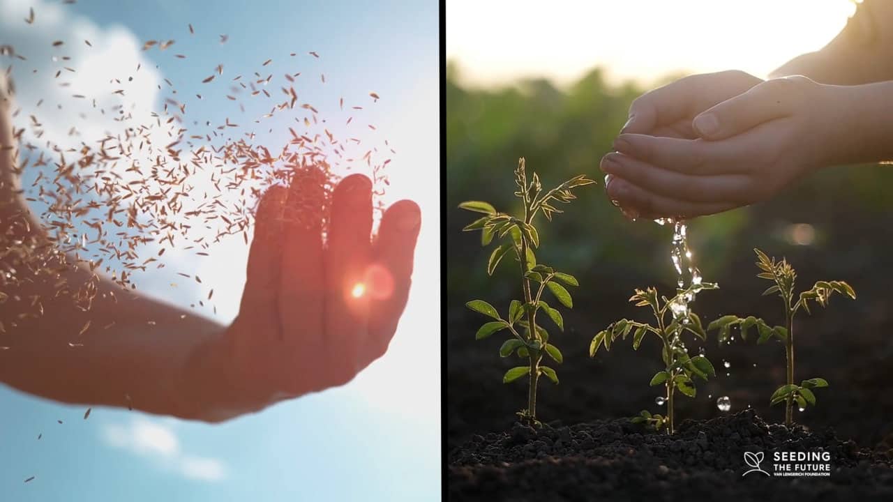 Seeding the future, seeds and seedlings