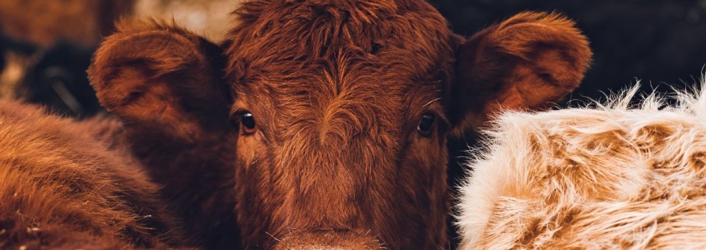 SwissVeg cows