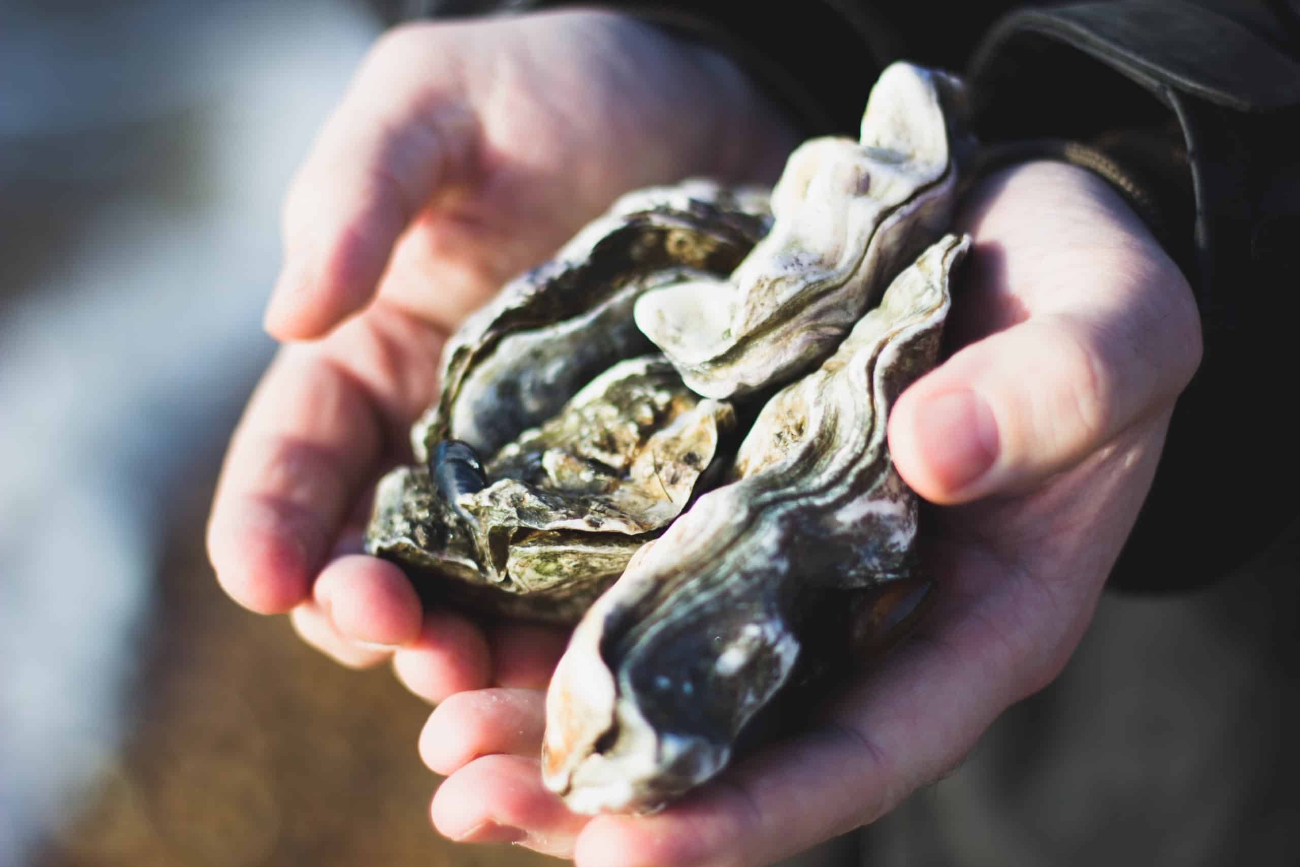 Oysters cultivated