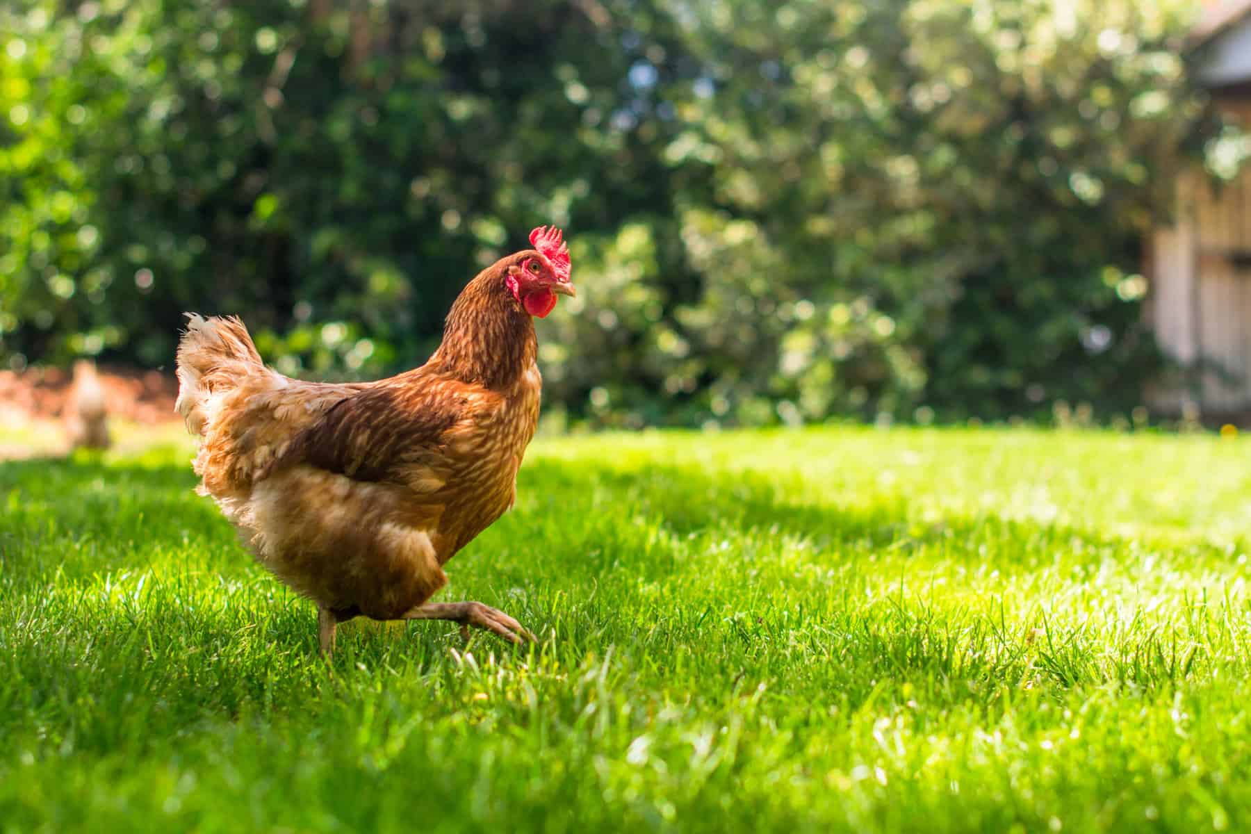 Hen running on grass