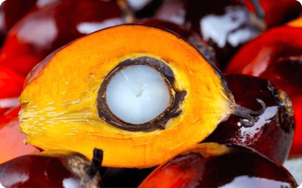 the fruit of the palm oil used for palm oil production