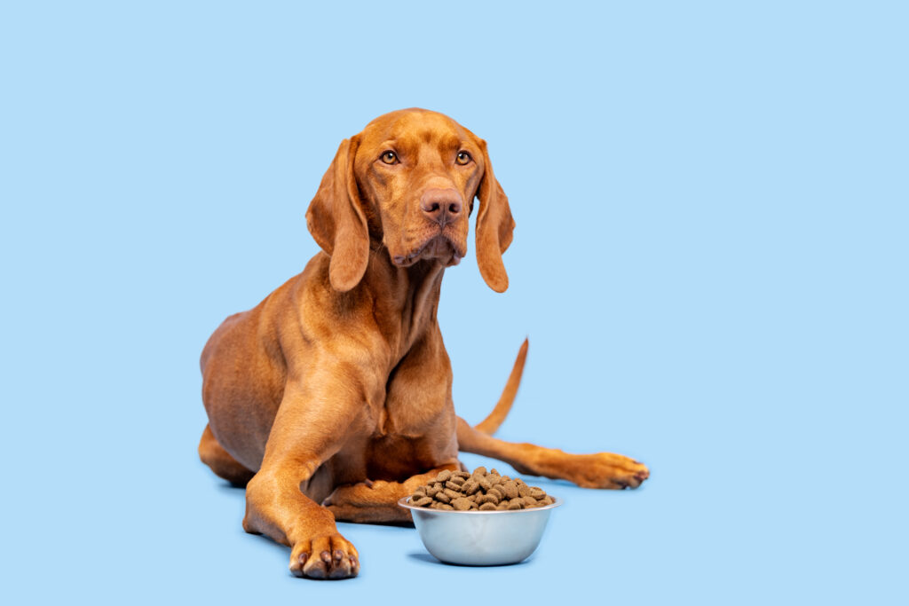 Dog with a bowl of food