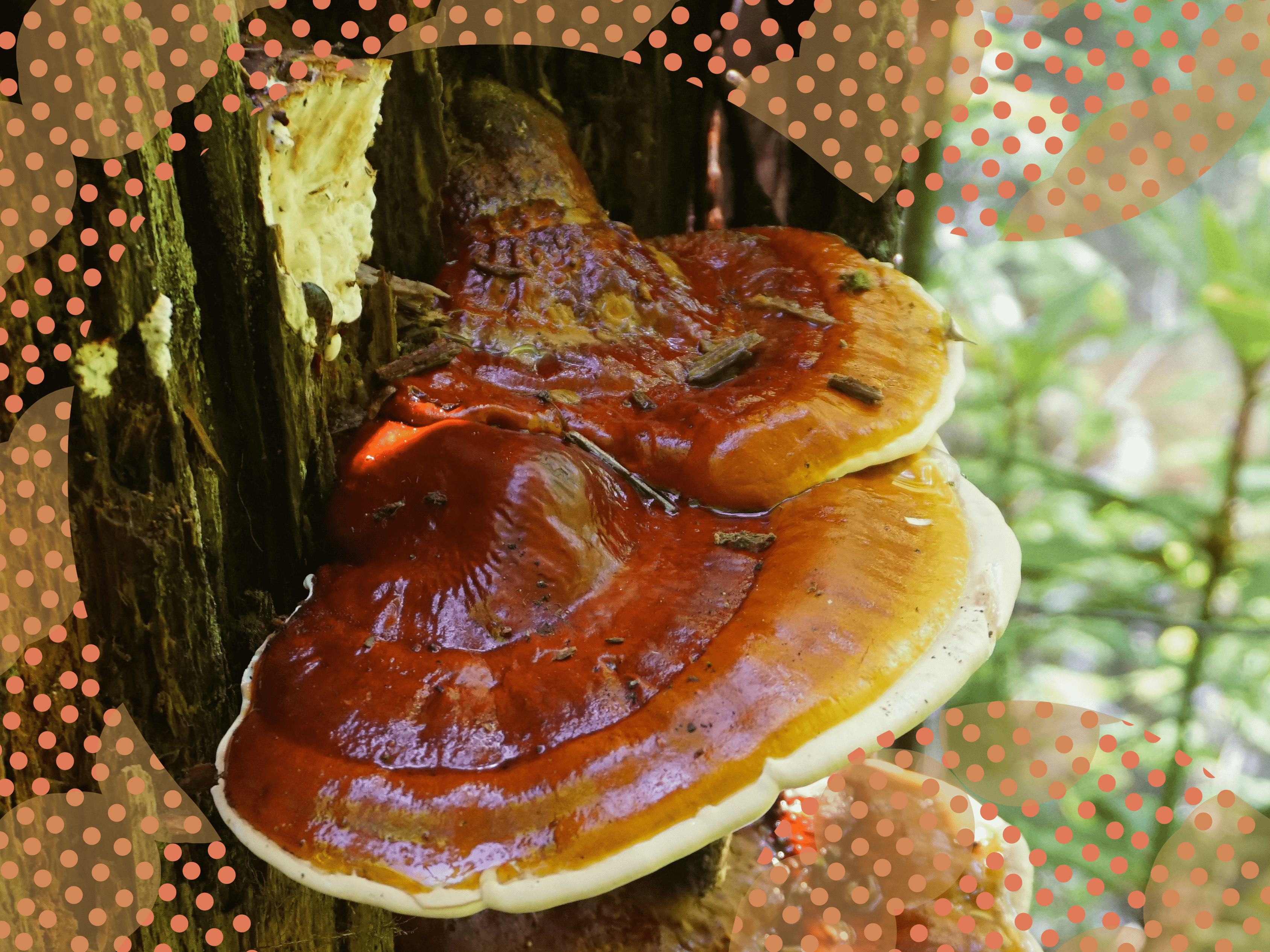 Forager mushroom ecovative