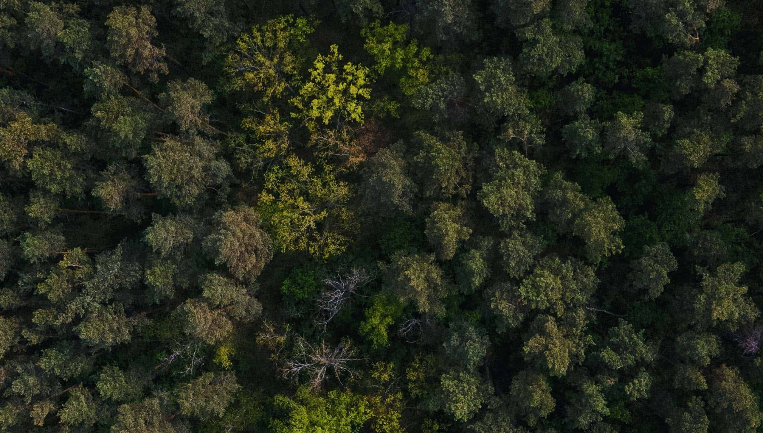 a forest with green trees looked from above