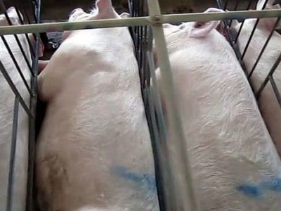 Gestation Crate Pigs McDonald's