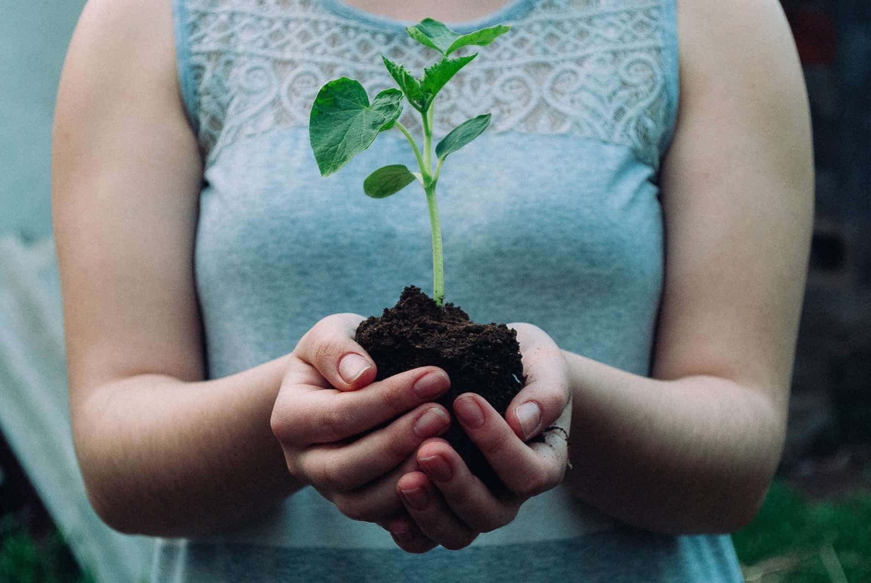 woman holds young plant sapling