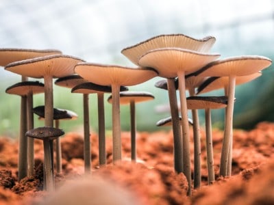 Mushrooms growing