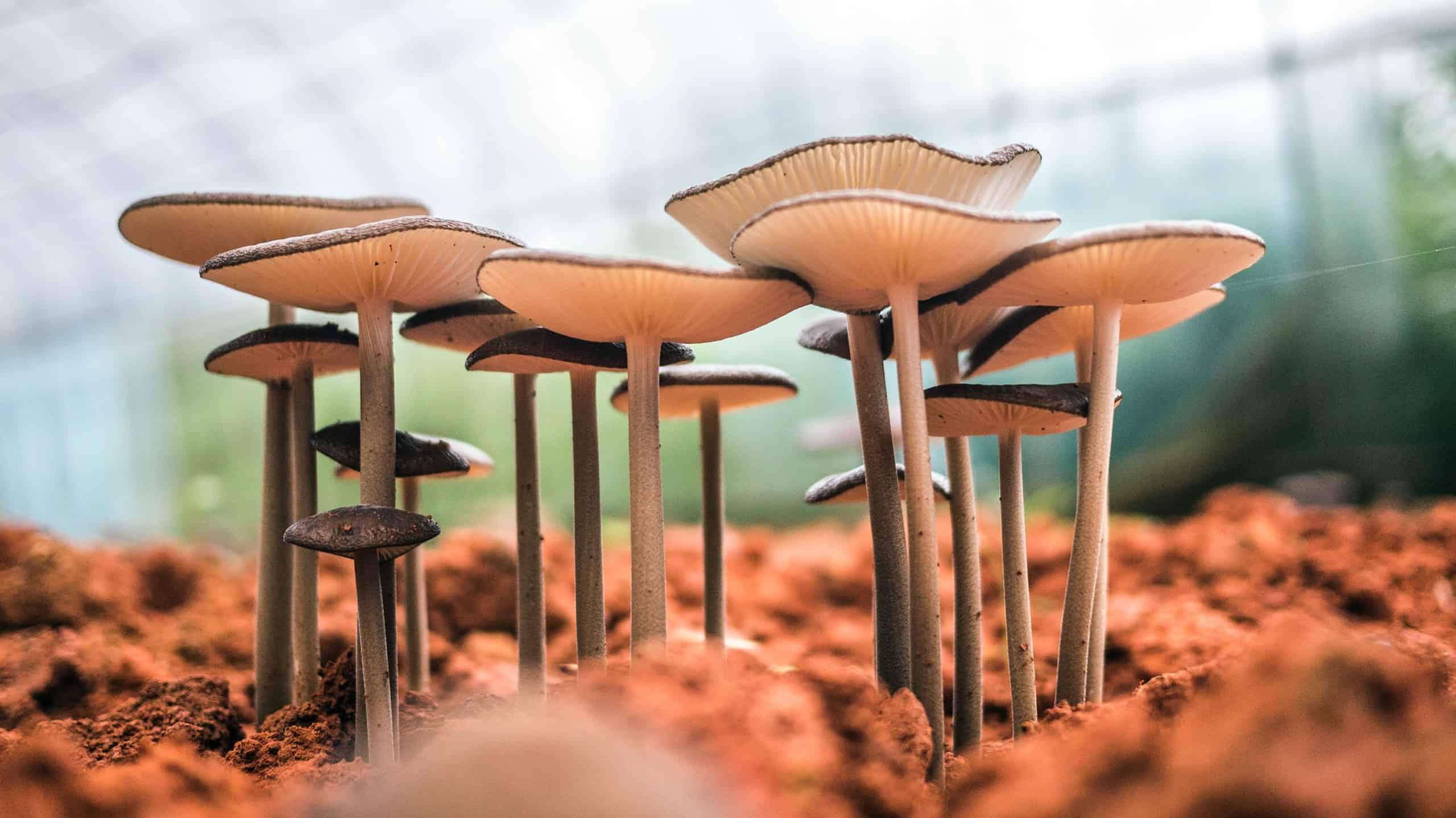 Mushrooms growing