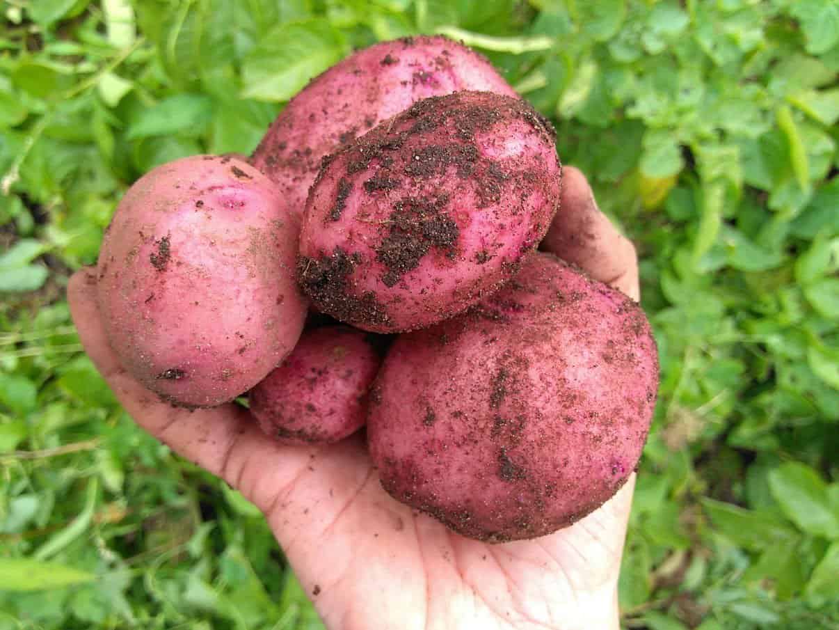 Veganic potatoes