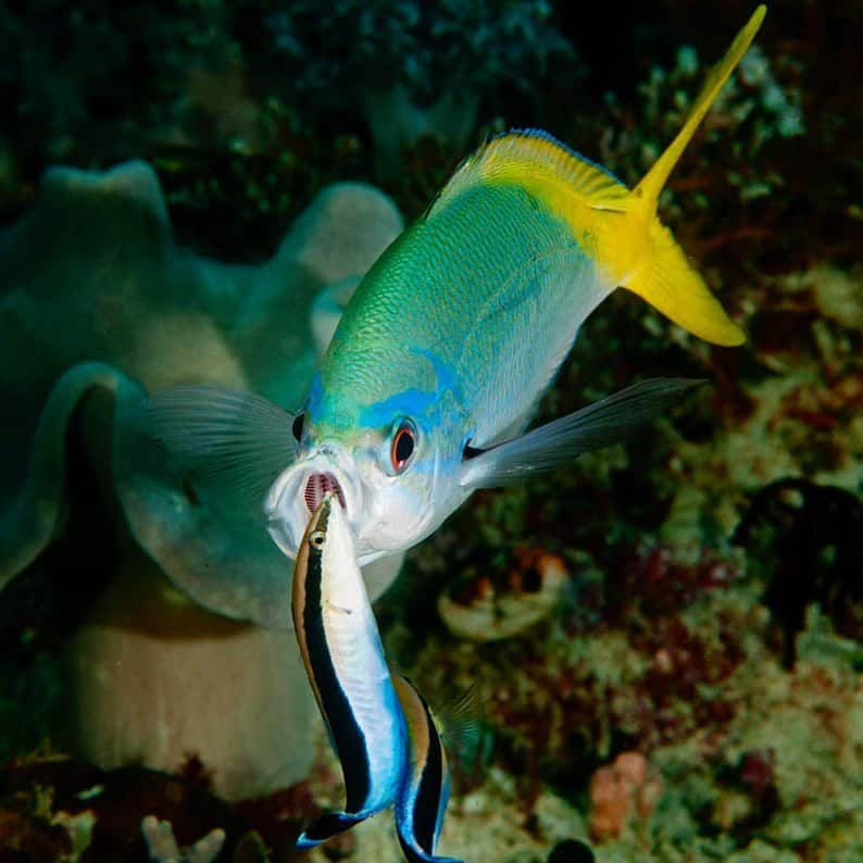 The Aquatic Life Institute