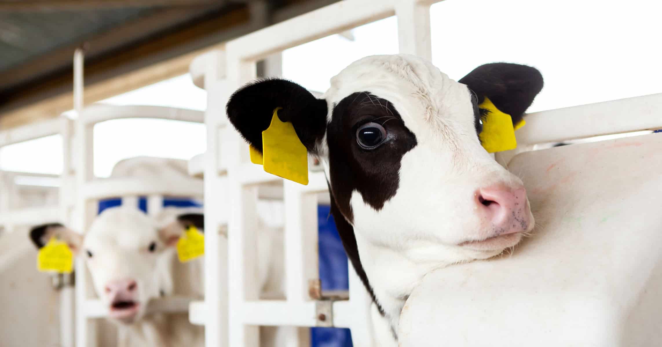 a calf on a dairy farm