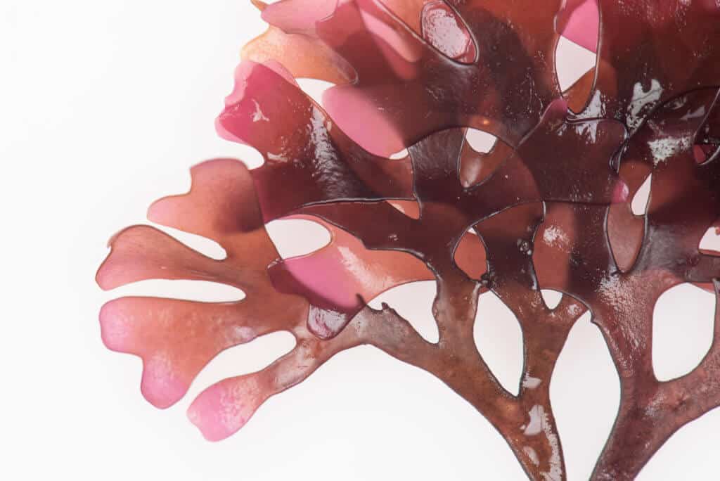 Irish Moss Carrageen Seaweed