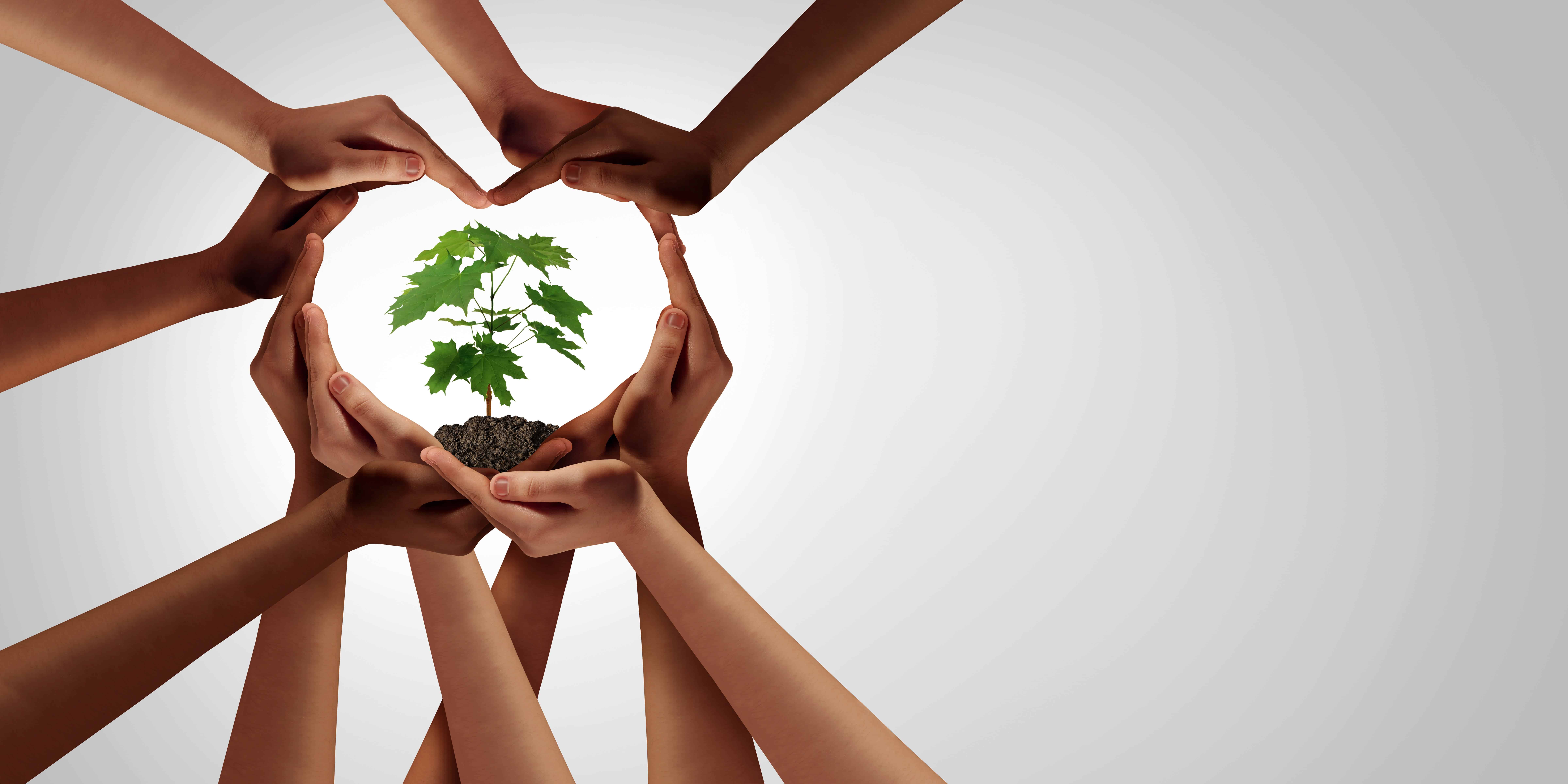 environmentally friendly, tree, save the planet