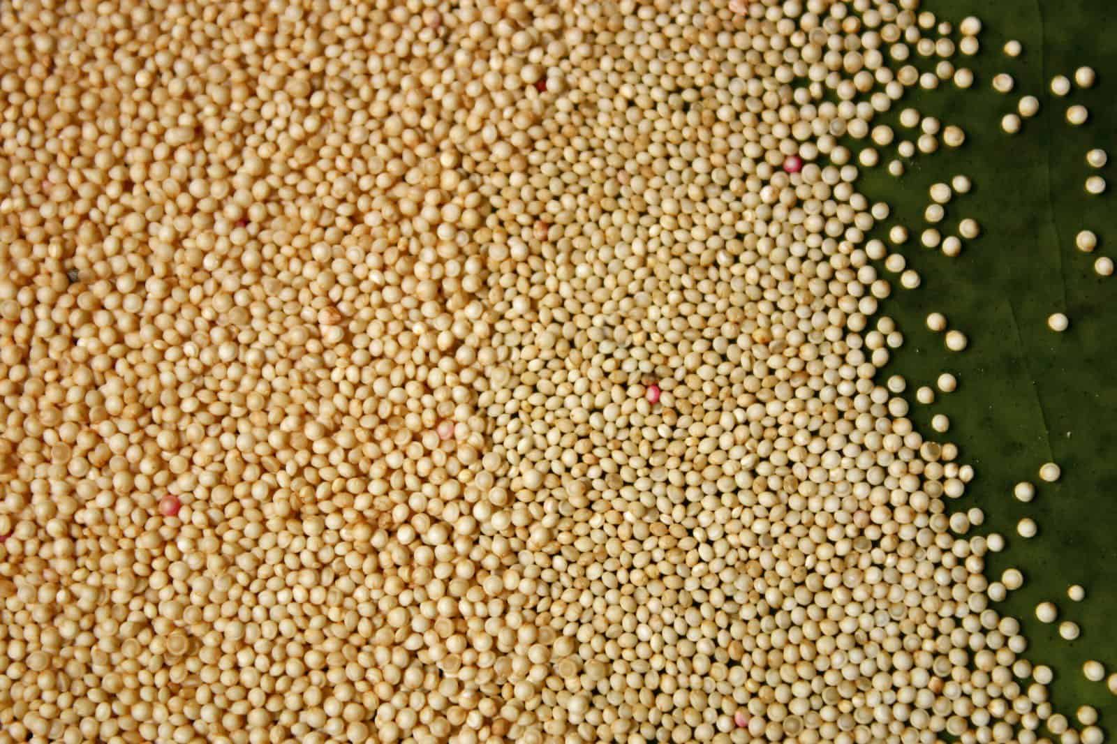 amaranth seeds