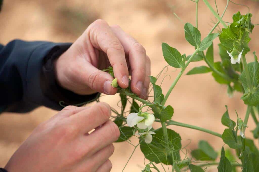 Equinom planting 1(1)