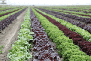 Full Harvest Lettuce Field