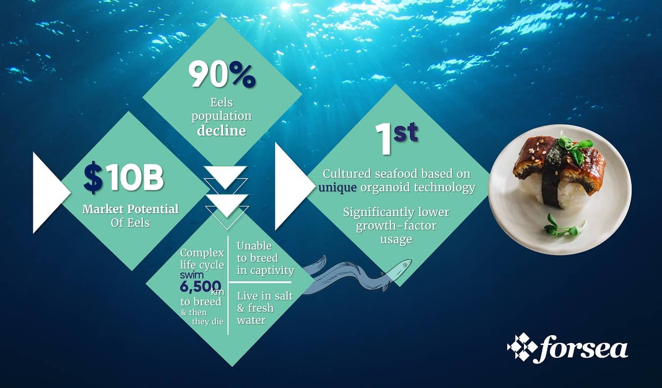 Infographic Forsea