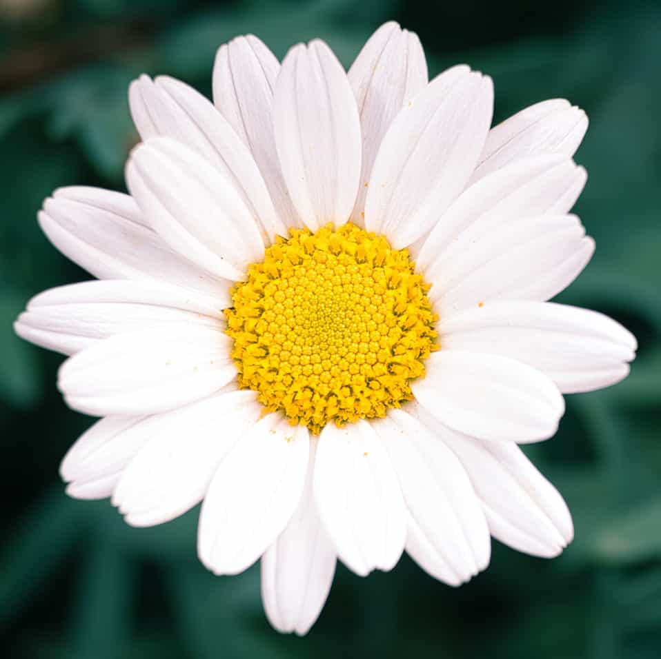 microbial whey proteins maker daisy lab