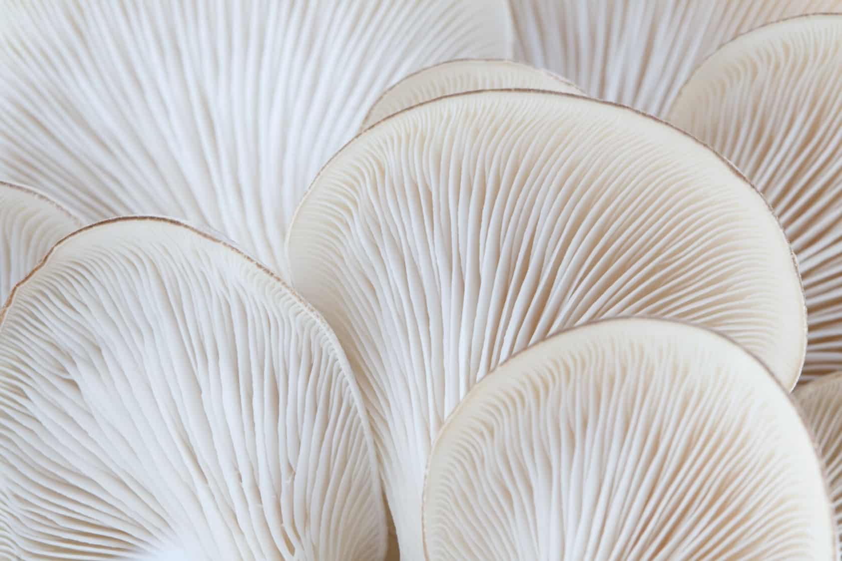Myco Mushroom MycoTechnology