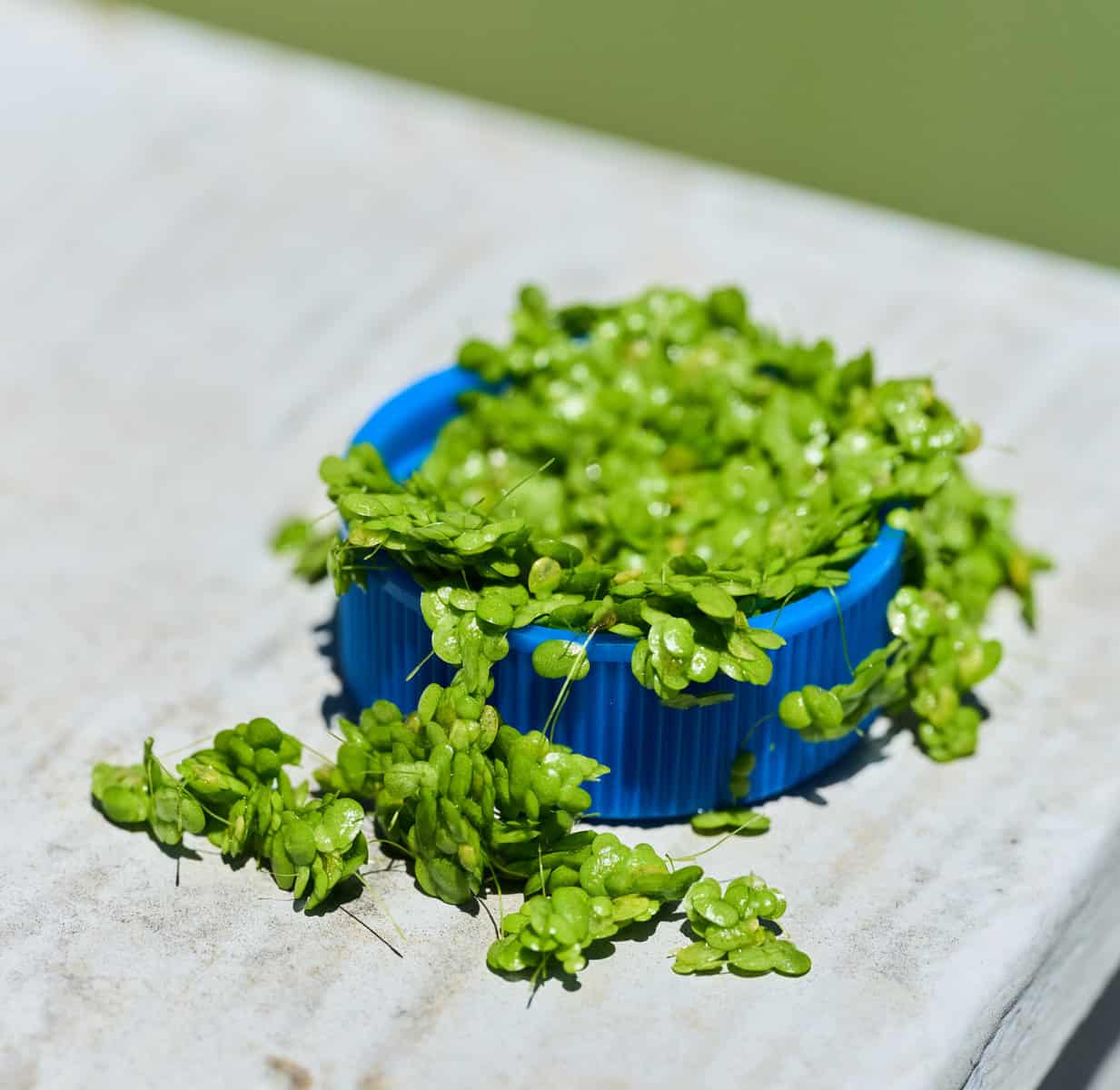 Aquatic plant Lemma