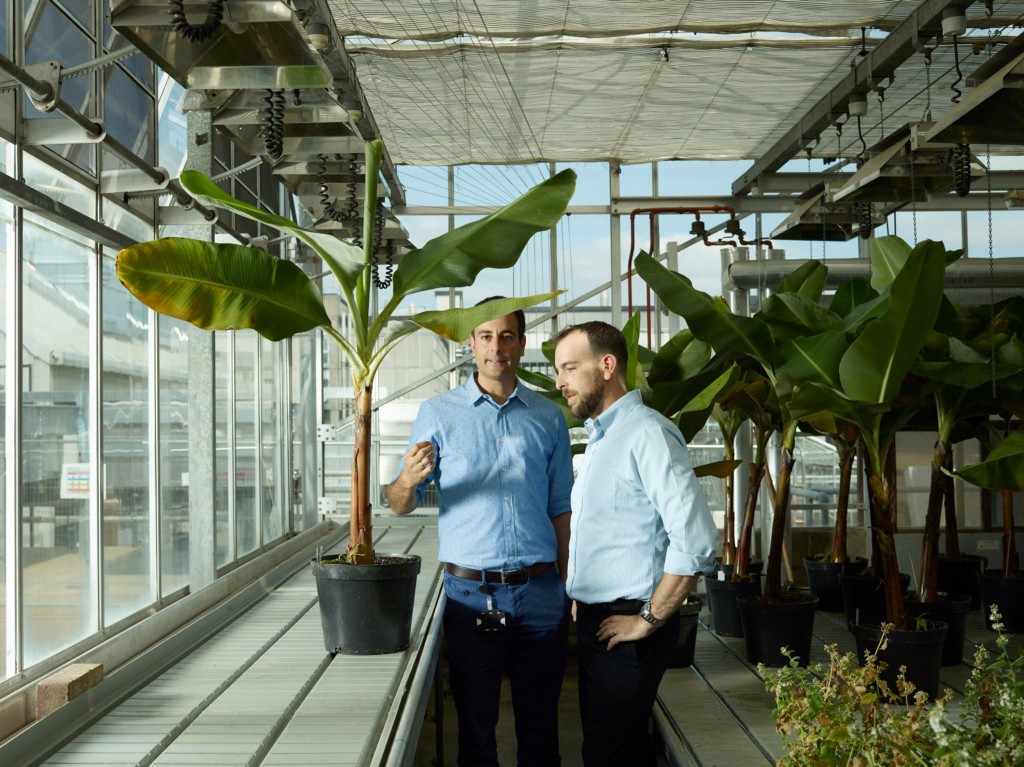Tropic Biosciences Banana plant