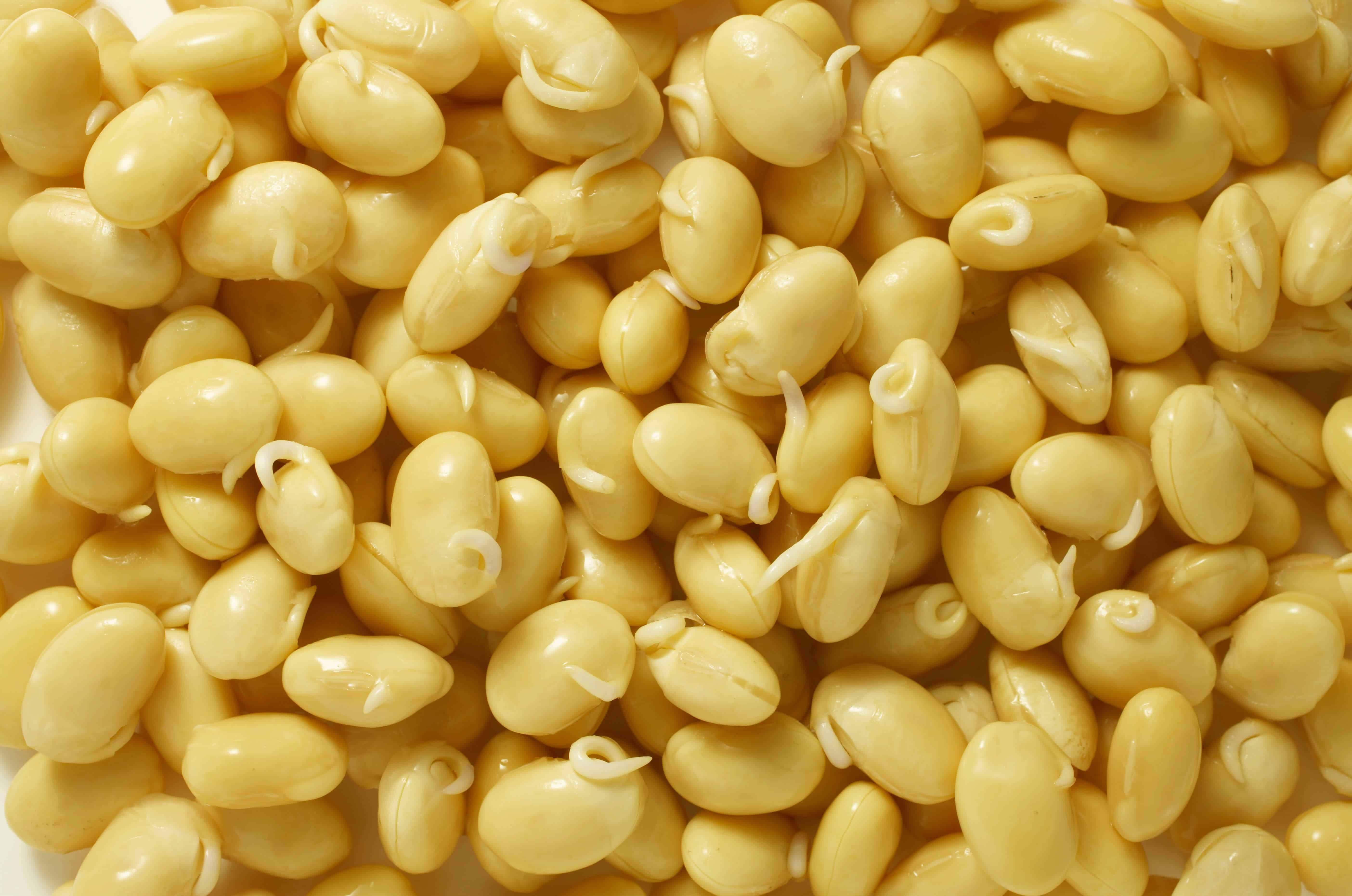 daiz_sprout beans2.jpg