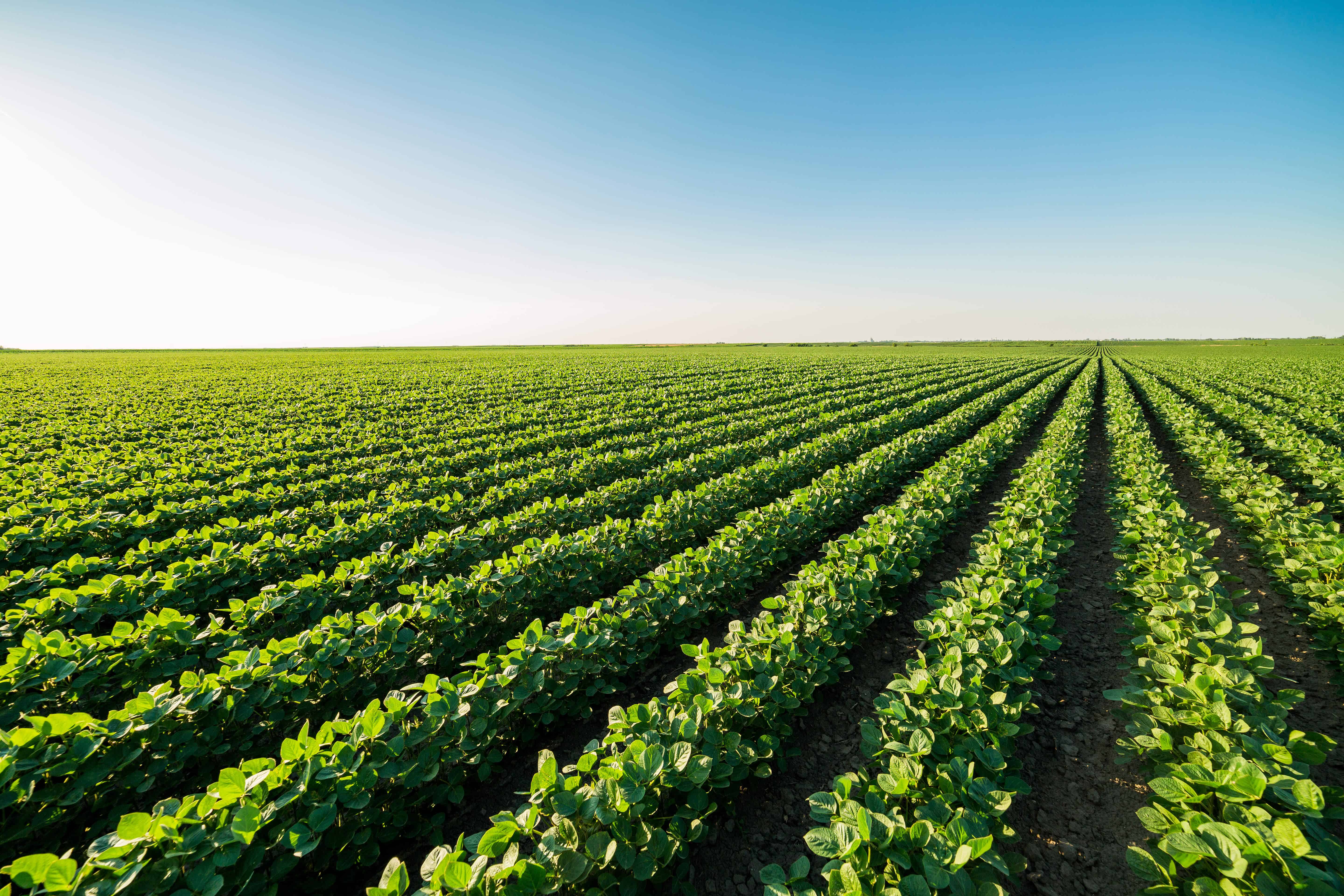 soybean field, agricultural landscape