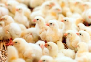 poussins