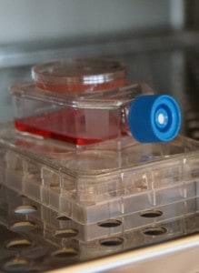 Cell Alternativ