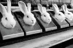 lapin de laboratoire