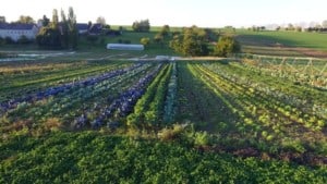 Biocyclic Vegan Network